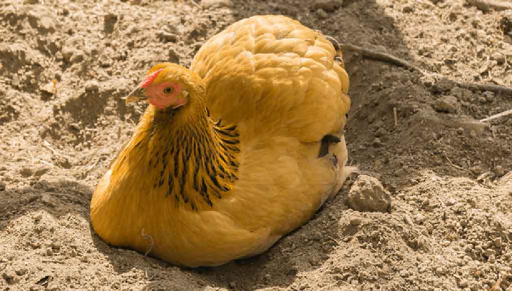 sand-in-your-chicken-coop