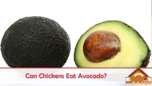 钱柜qg娱乐平台可鸡吃avocado